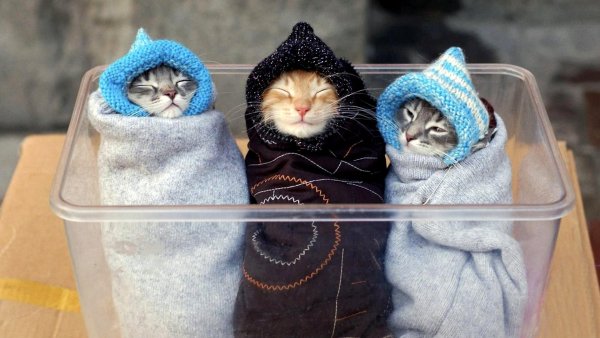 Забавные котята