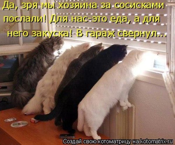 Смешные картинки про котов с надписями