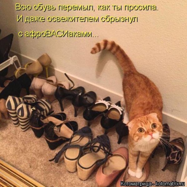 Кошки для поднятия настроения