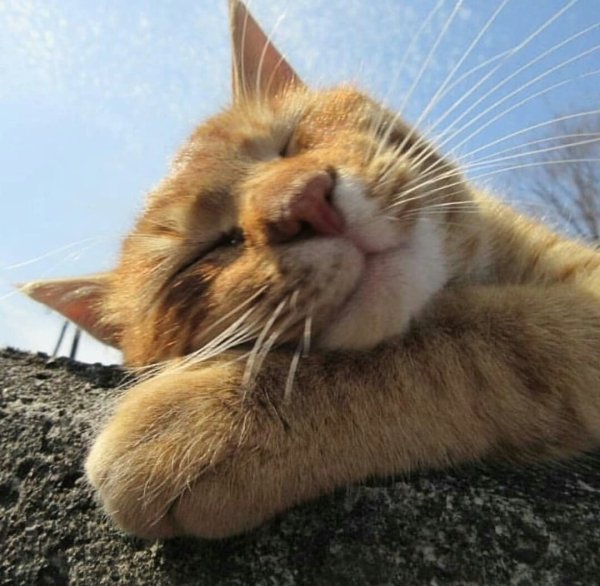 Позитивный котик
