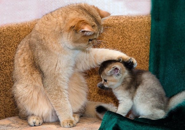 Успокаивают котенка