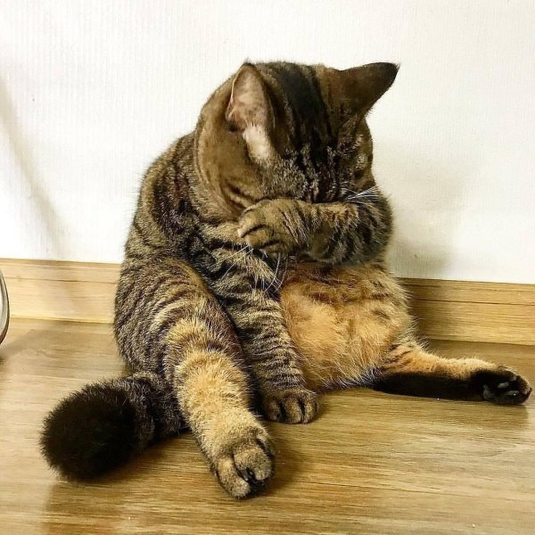 Коты для поднятия настроения