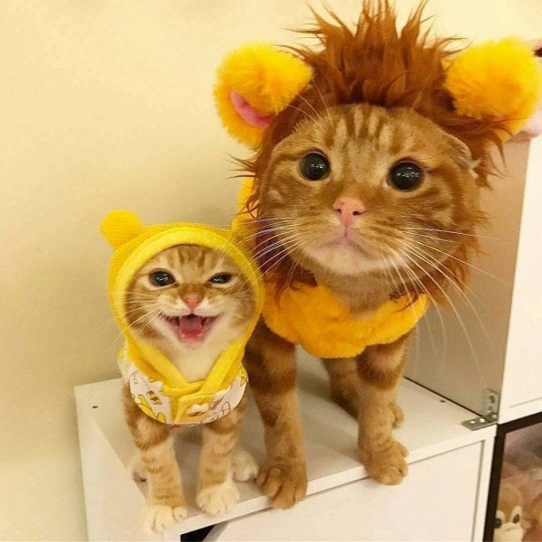 Позитивные животные
