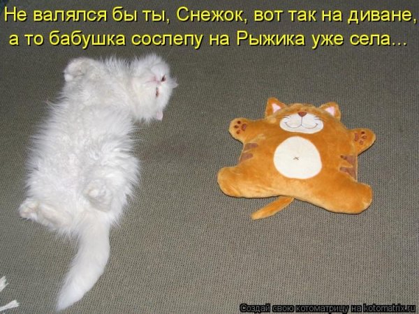Смешные картинки с котиками и надписями