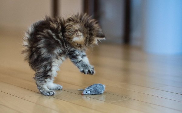 Смешной котяра