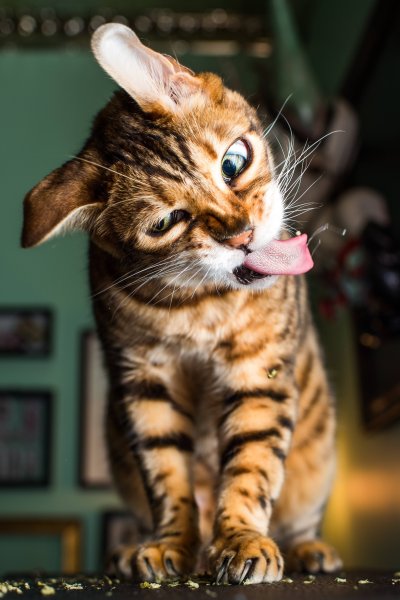 Смешные котята