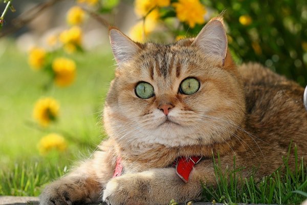 Британский короткошерстный кот рыжий