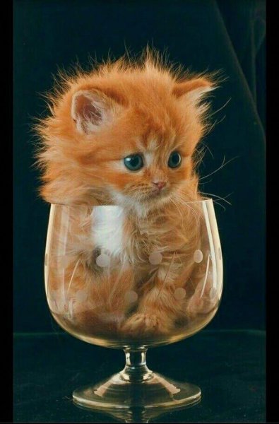 Смешные котята