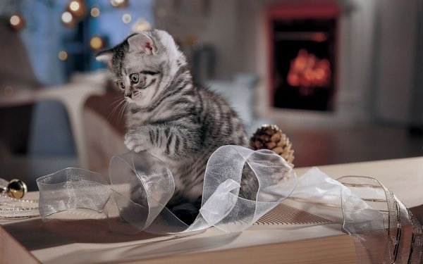 Забавные кошки