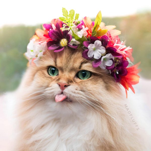 Кошка с венком на голове