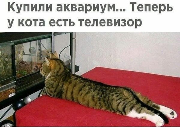 Котики приколы с надписями