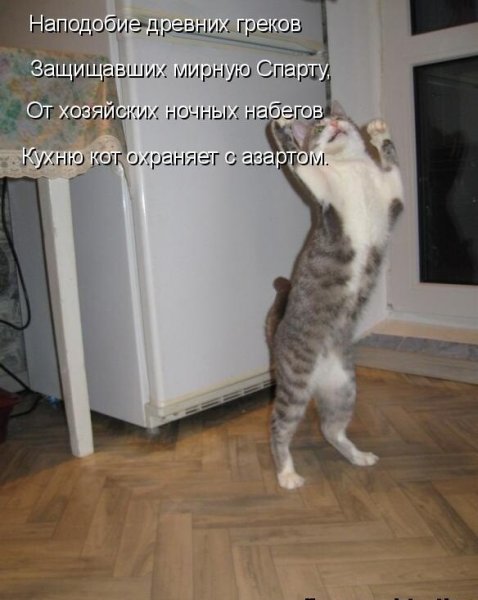 Котики приколы с надписями