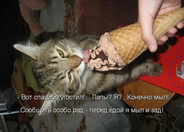 Кот смешные надписи