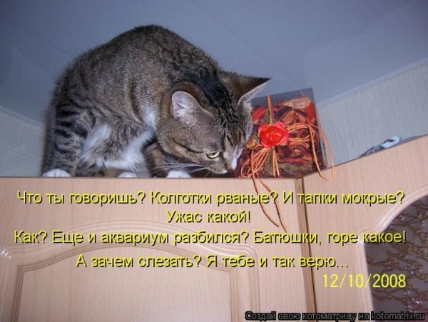 Смешные коты с надписями