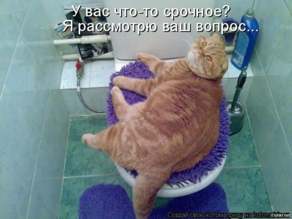 Котики смешные с надписями до слез