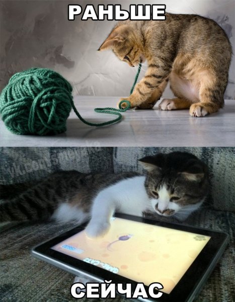 Котики приколы с надписями