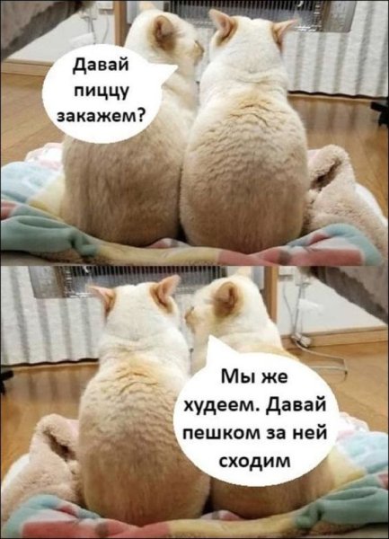 С котиком для поднятия настроения