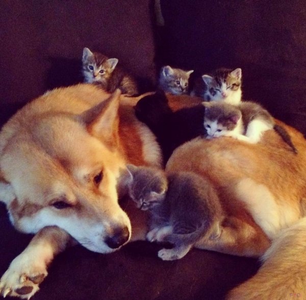 Веселые котята и щенки