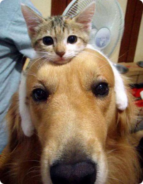 Прикольные коты и собаки