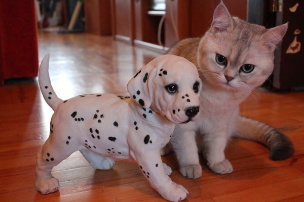 Котики собачки