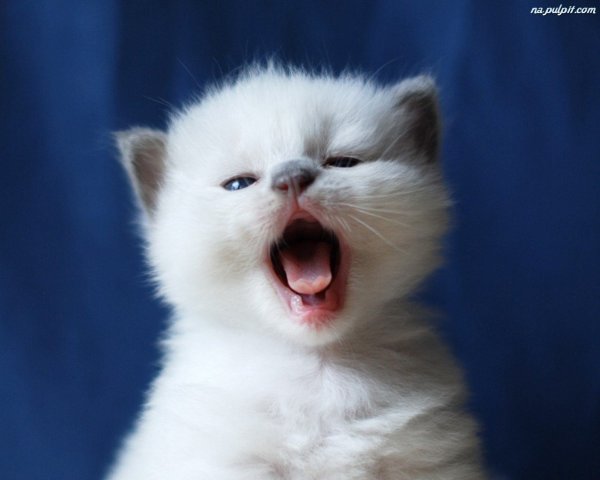 Милые котятки
