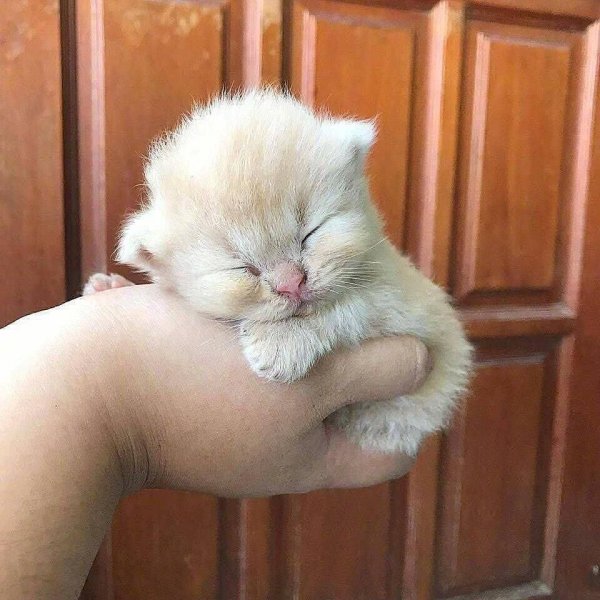Маленькие котята пушистые