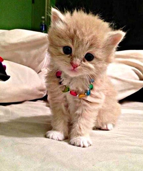 Маленький котенок