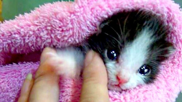 Очень милые котята