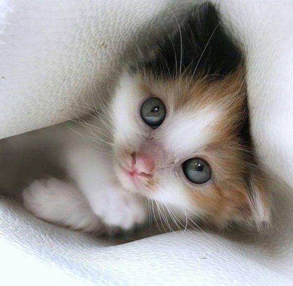 Самые милые котята