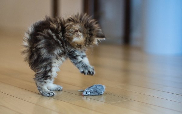Смешные котята