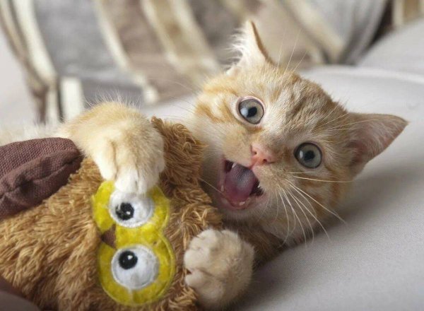 Смешной котяра