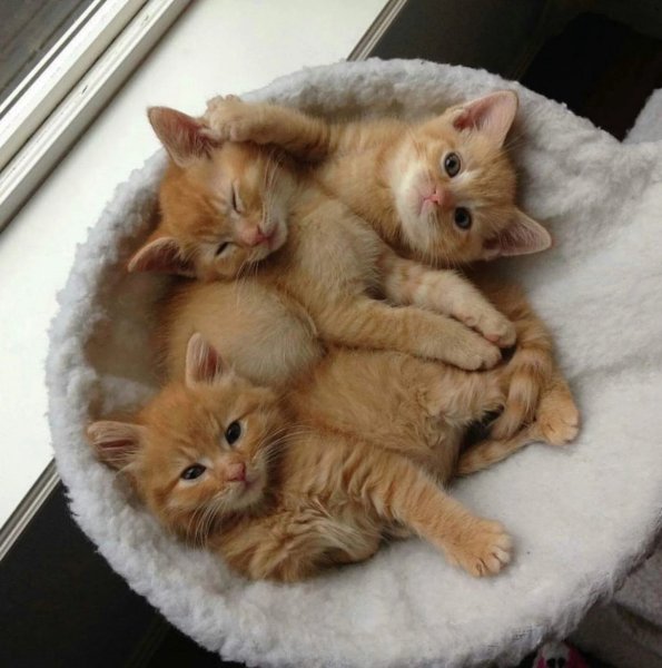 Рыжий котёнок