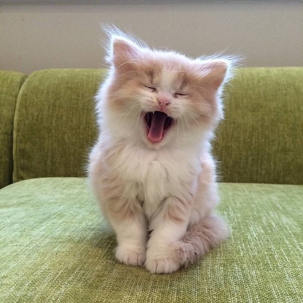 Забавные котята
