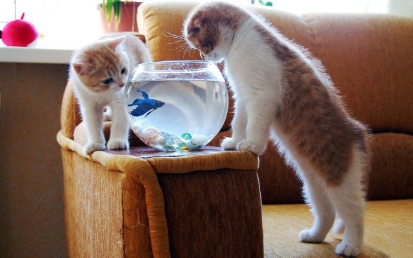 Смешные котята