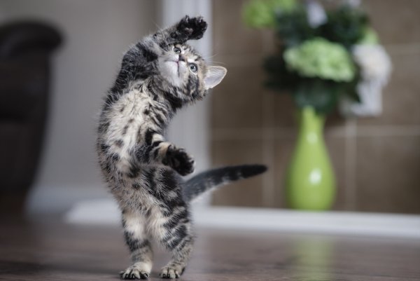 Игривый котенок