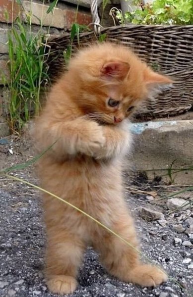Милый рыжий котик