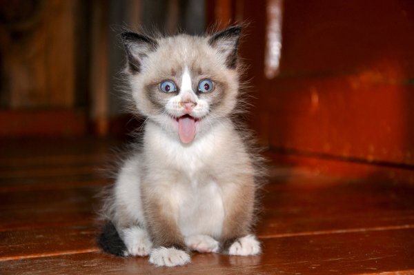 Котята милашки