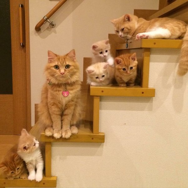 Забавные котята