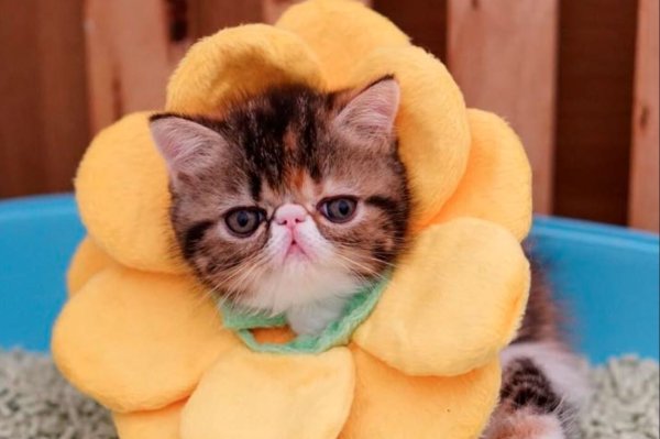 Милые смешные котята