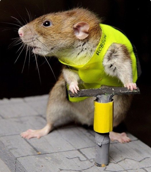 Смешная крыска