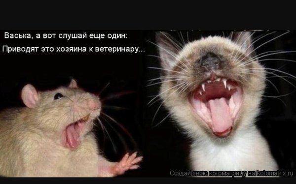 Мышь прикол с надписями