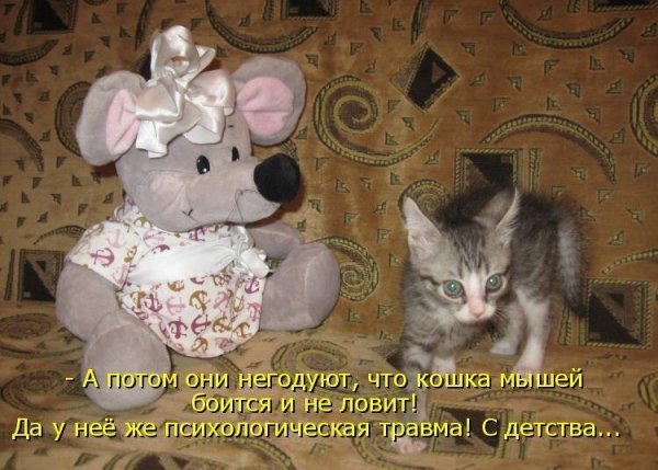 Смешные коты с надписями