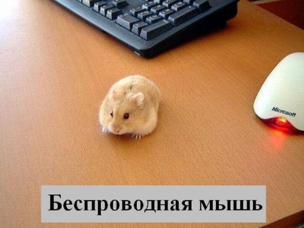 Надпись хомяк