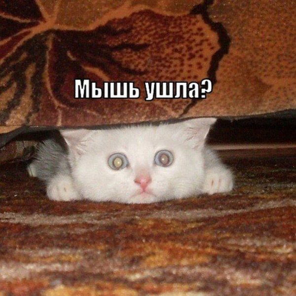 Смешные коты с надписями