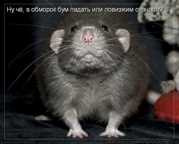 Смешные мыши с надписями