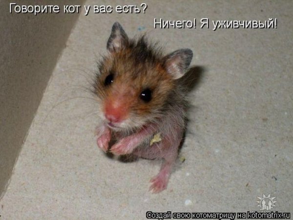 Мышка прикол