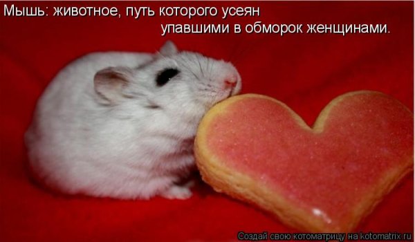 Смешные мышки с надписями