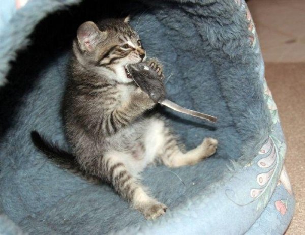 Коты с надписями