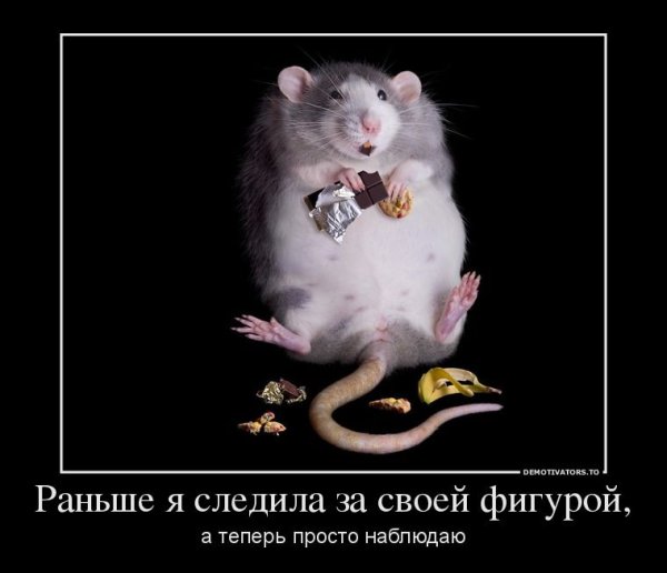 Крыса демотиватор
