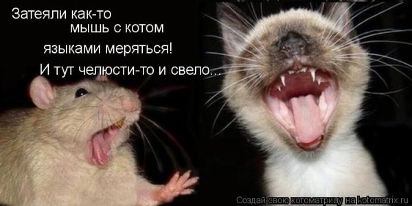 Крыса прикол